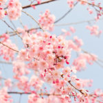 桜の開花予想は自分でもできた！開花予想において知っておくべき2つの予測方法とは？