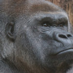 ゴリラの血液型はB型だけというのは本当？？その真相について調べてみた